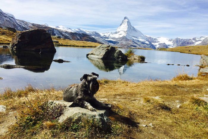 Genusswanderung am Stellisee in Zermatt