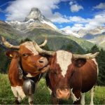 Cows on Riffelalp and the Matterhorn in the background