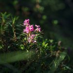 Typical mountain flower – alpine rose