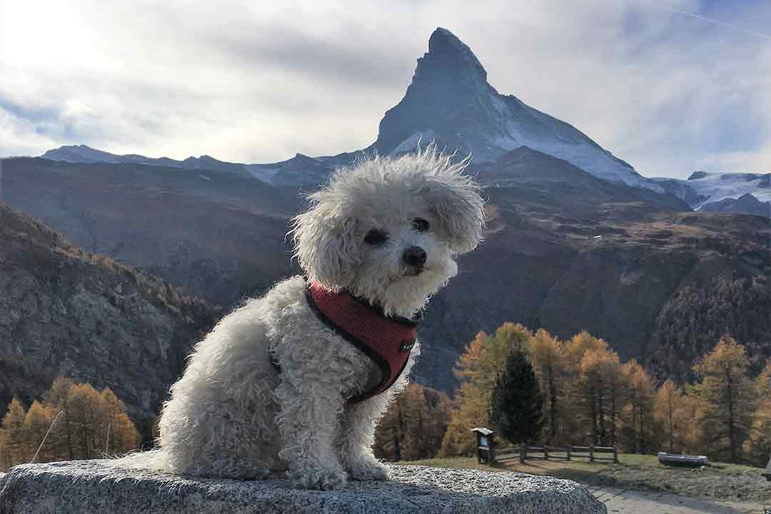 Hund vor dem Matterhorn