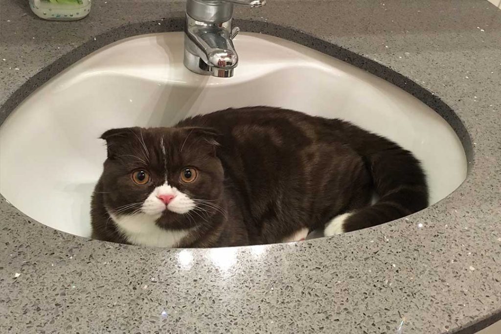 Katze in Waschbecken