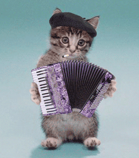 Katze spielt Ziehharmonika
