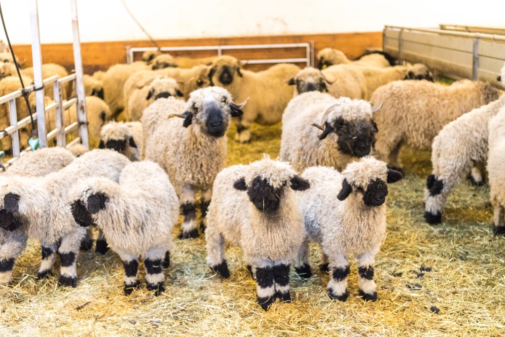 Schafe im Stall