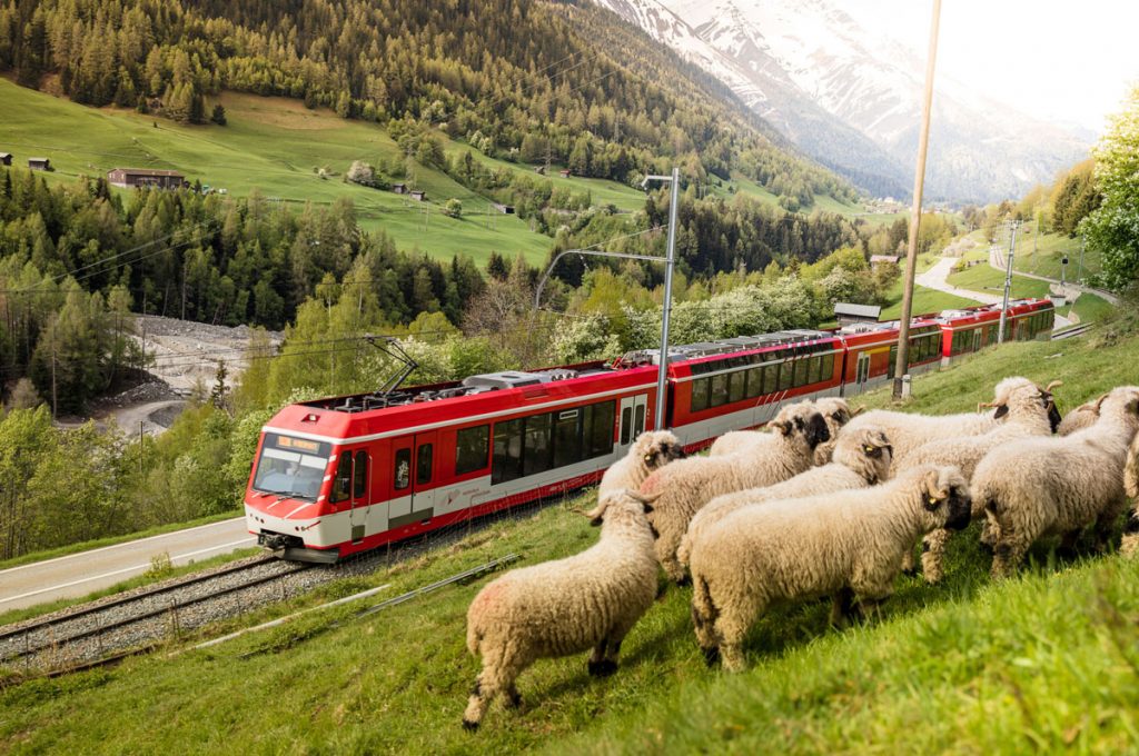 Matterhorn Gotthard train in the front sheeps