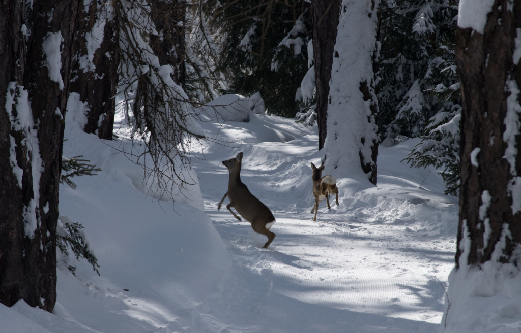 Schneesport mit Rücksicht
