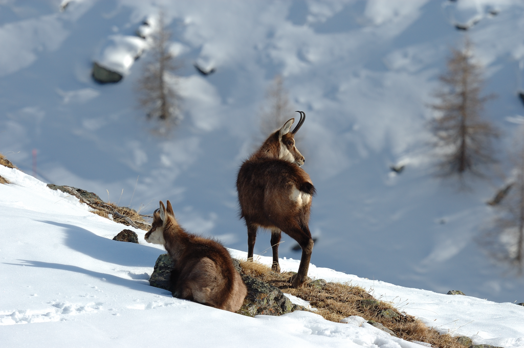 Schneesport mit Rücksicht