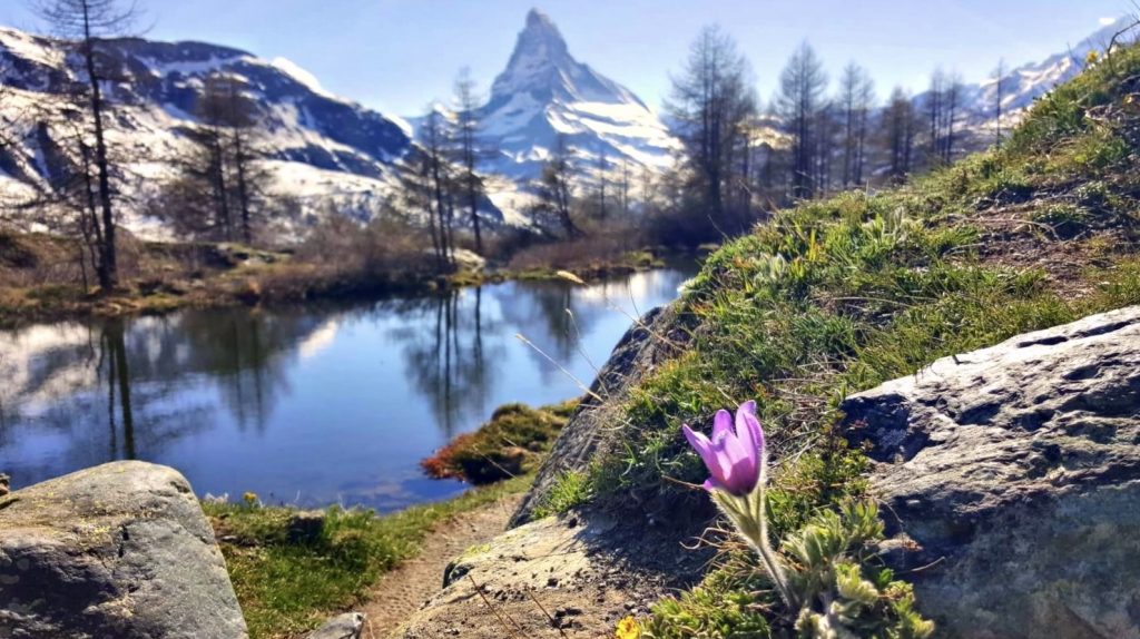Eine Frühlingsblume vor dem Matterhorn