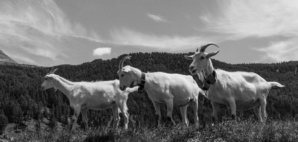 Geissenkehr Zermatt