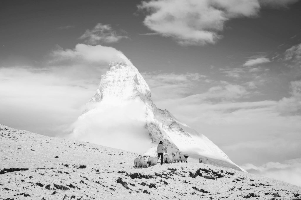 Die Schafherde vor dem Matterhorn