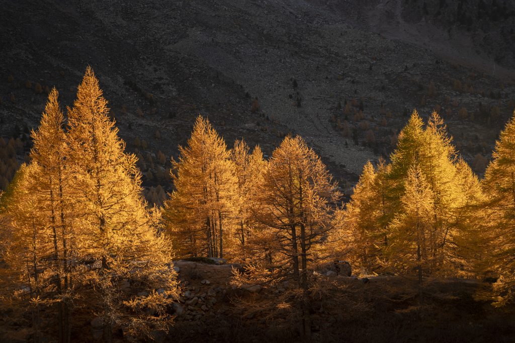 Herbstwälder in Zermatt