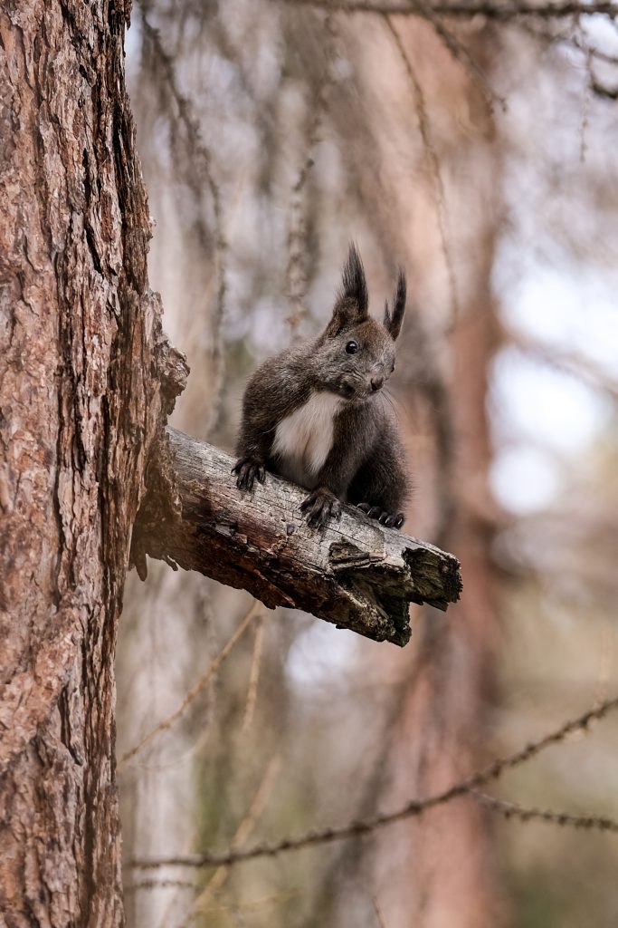 Eichhörnchen auf dem Baum