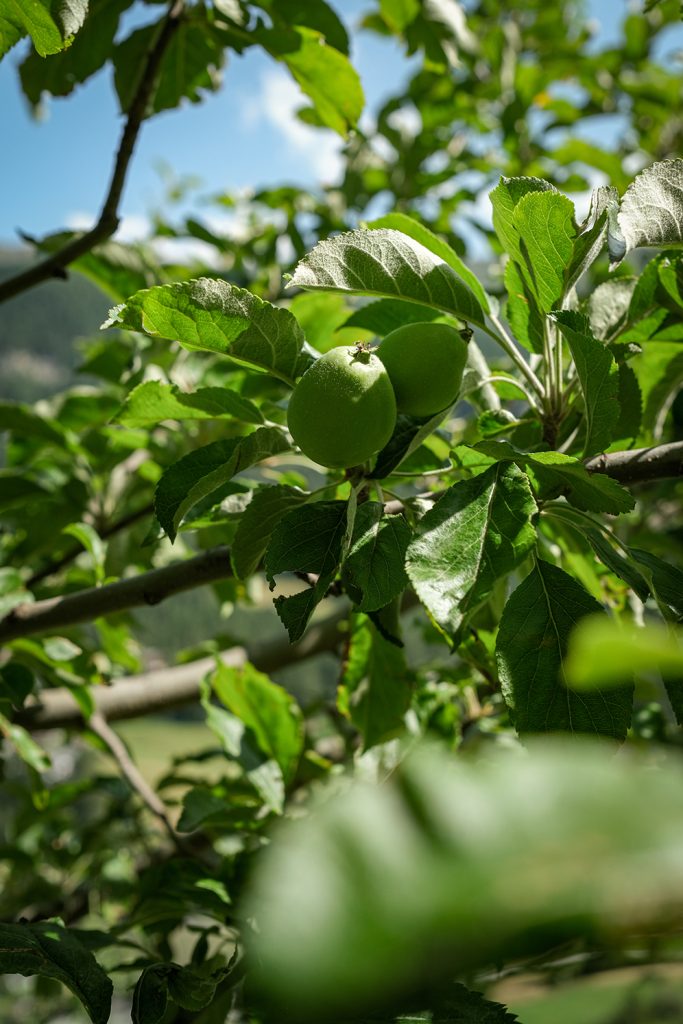 Ein fruchttragender Baum in den Höhen der Alpen