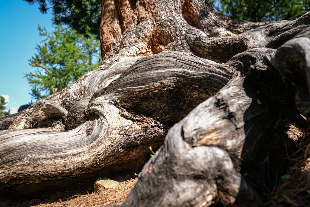 Die Wurzeln im Arvenwald.