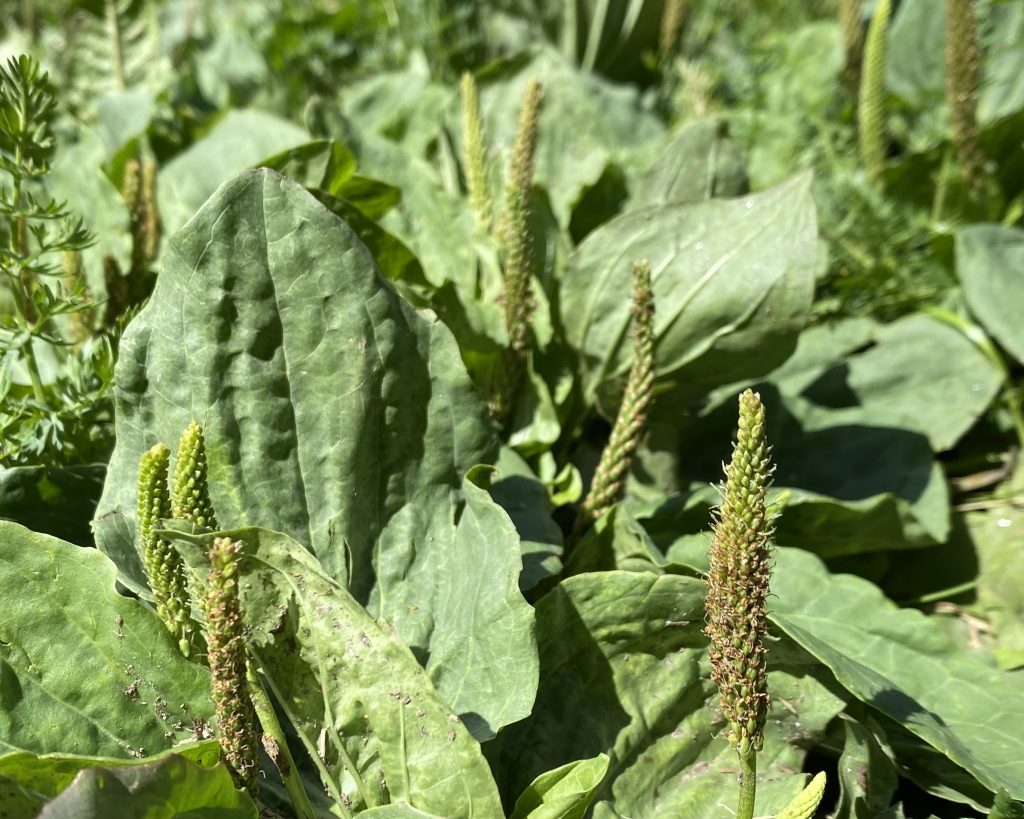 Breitwegerich (Plantago major)