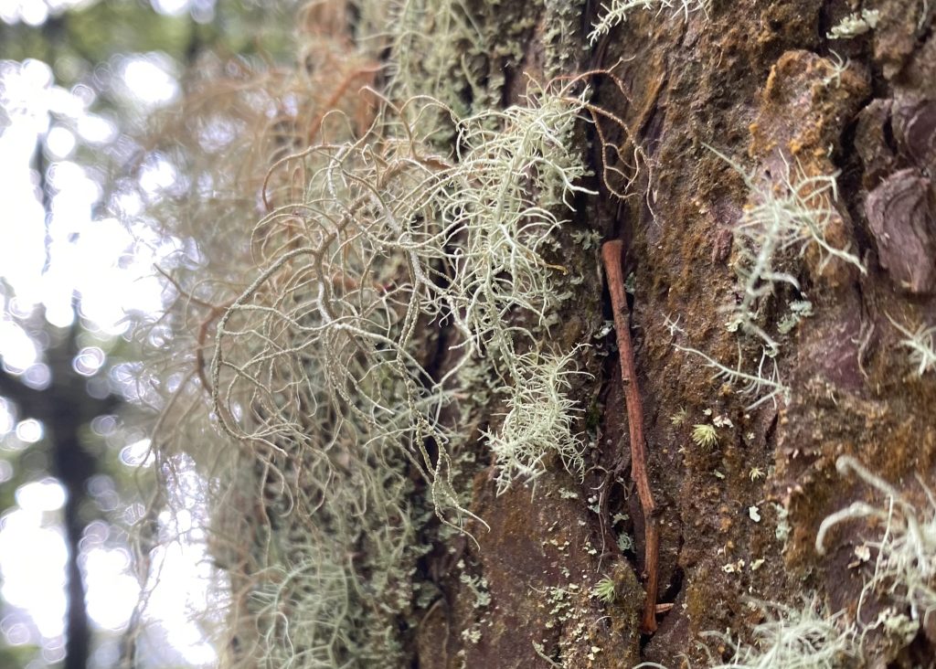 Usnea (Usnea spp.)