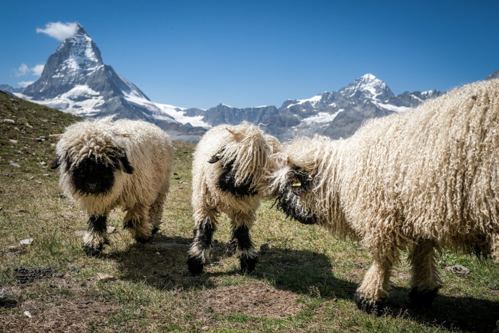 Schwarznasenschafe auf dem Weg der Stile in Zermatt © Kalbermatten.swiss