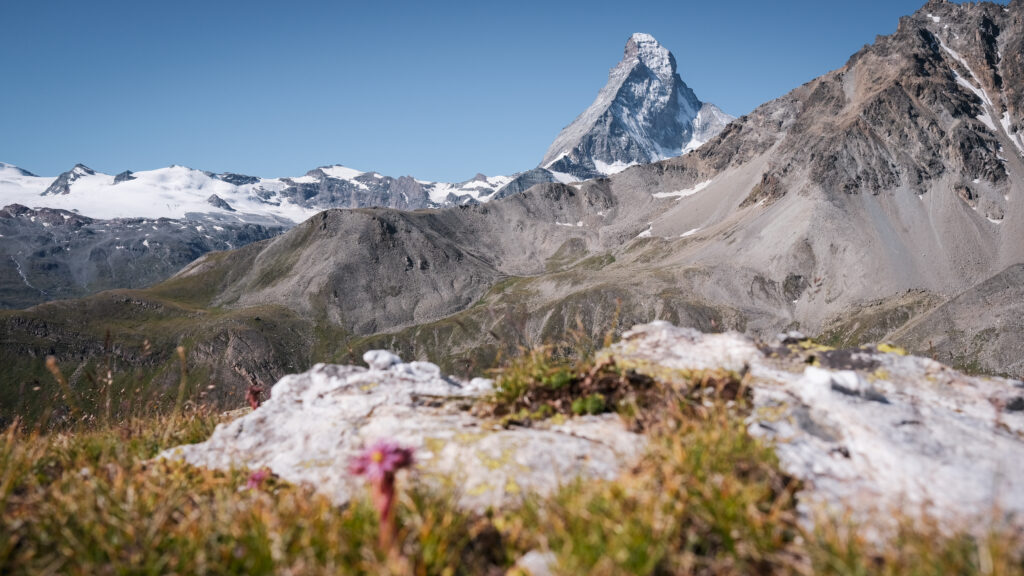 Matterhorn mit Alpenblumen© Kalbermatten.swiss