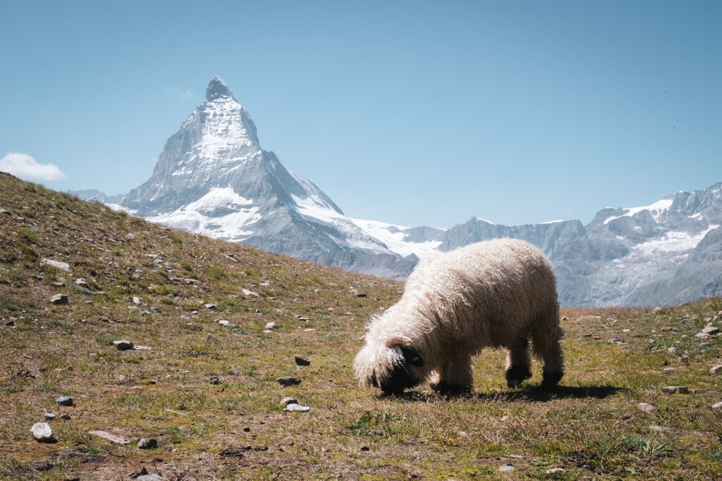 Schwarznasenschaft mit Matterhorn im Hintergrund © Kalbermatten.swiss